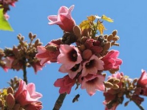 brachychiton-discolor-flowers