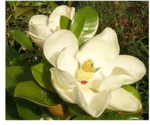 magnolia-grandiflora-4