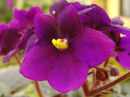 Violeta Africana | Flores