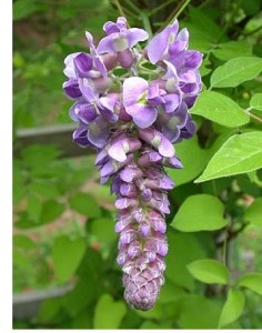 wisteria-flower-pod
