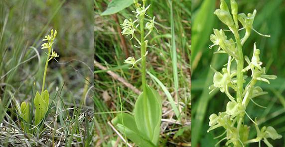 La Orquídea de los pantanos | Flores