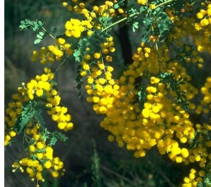 Acacia | Flores