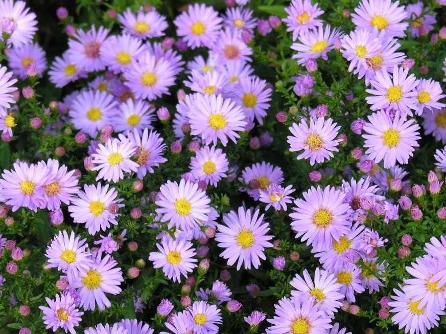 Aster | Flores