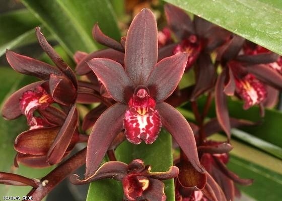 Orquídeas: Cimbidio | Flores