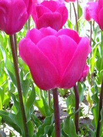 Tulipanes | Flores
